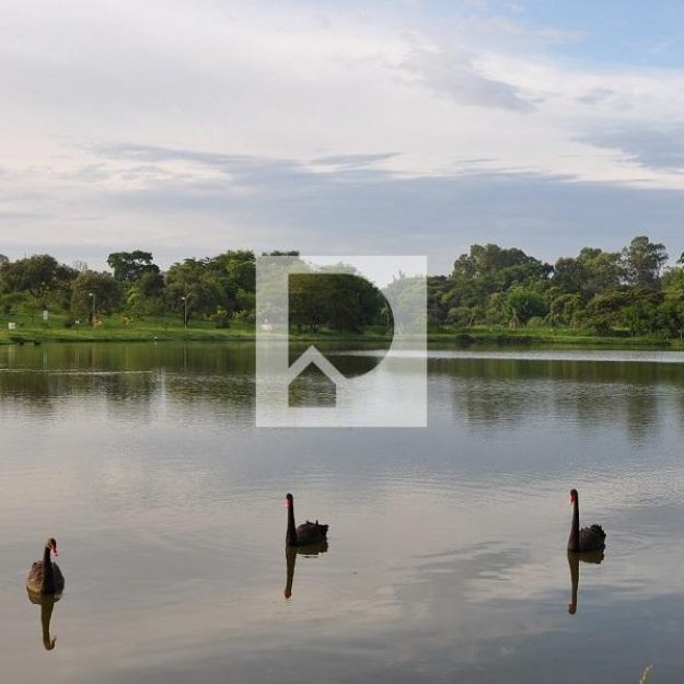 Cisnes